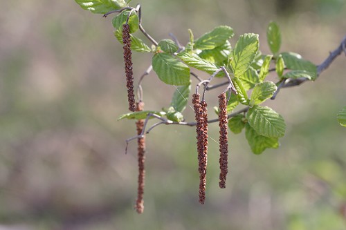 توسکا - معرفی و راهنمای پرورش و نگهداری درختان زینتی